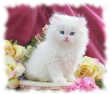 ahmed on Twitter | Kittens cutest, Cute cat wallpaper, Cute cats