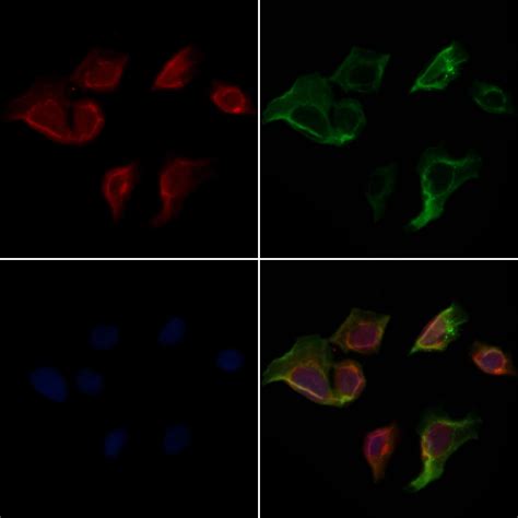 Caspase 3 Cleaved Asp175 Antibody Pa5 114687