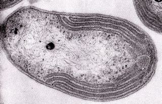 Nitrobacter ~ Detailed Information | Photos | Videos