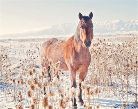 Sunny Winter Horse Farm Photography Nature Photograph - Etsy