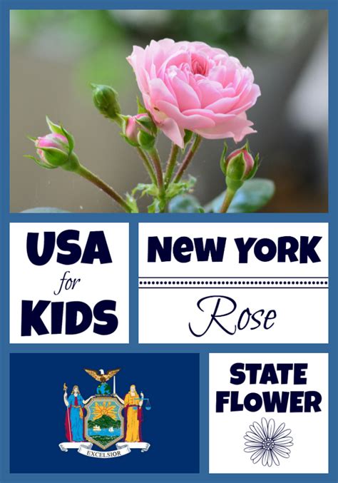 Facts About New York State Flower Faqs Edchoice Lync Bogowekmu