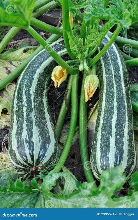 Vegetable Marrow in the Vegetable Garden Stock Image - Image of marrow ...