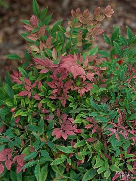 Pruning Nandina | Better Homes & Gardens