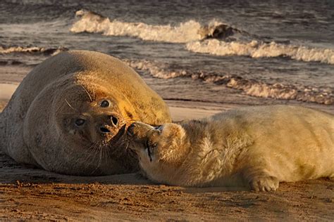 Atlantic Grey Seals Background Images, HD Pictures and Wallpaper For ...