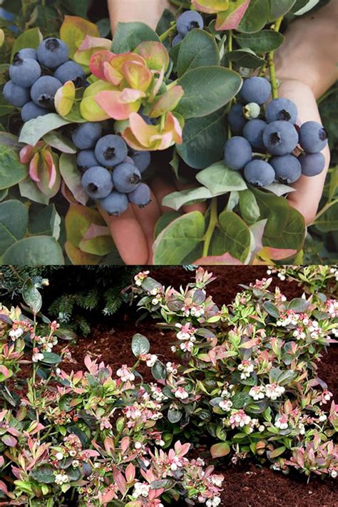 Buy Bushel And Berry Peach Sorbet Blueberry Bush Free Shipping