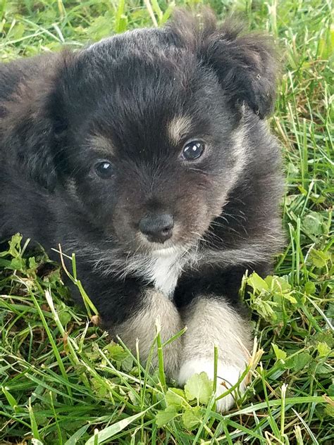 Miniature Australian Shepherd Puppies For Sale | Atlanta, IN #277483