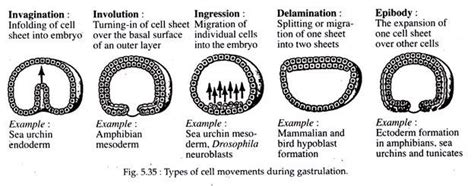 Gastrulation Meaning Activities And Concept