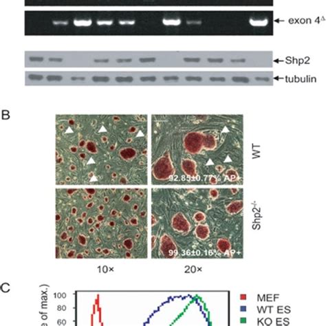 A Genotyping Of Genomic Dna Upper Panel The Wild Type Wt And