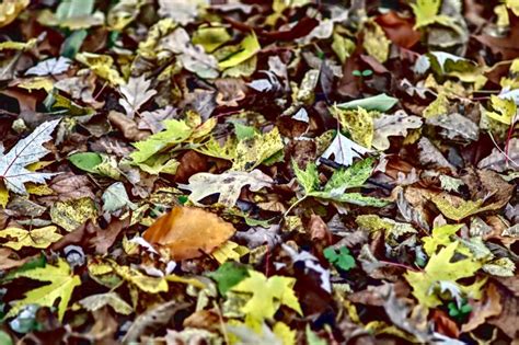 A Step By Step Guide To Leaf Litter Helpful Or Harmful To Soil Soil