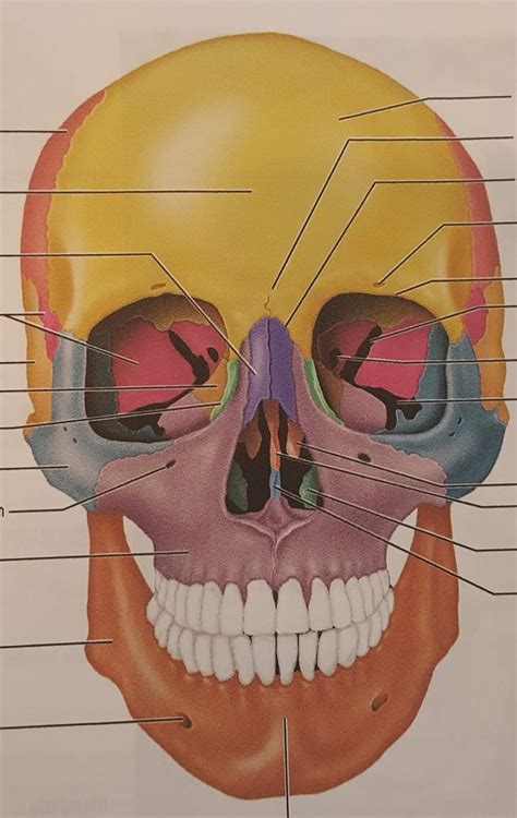 Skull Anterior View Diagram Quizlet