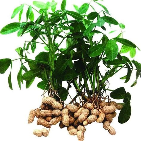 tumbuhan kacang tanah perumperindocoid