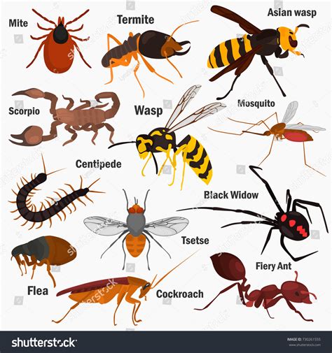 Set Pf Dangerous Insects Their Names Stock Vector 730261555 - Shutterstock