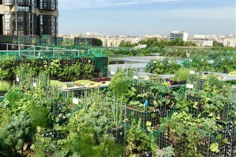 Video Des Solutions Des Potagers Louer Sur Les Toits Des H Tels