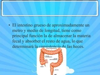 Intestino neurogénico PPT