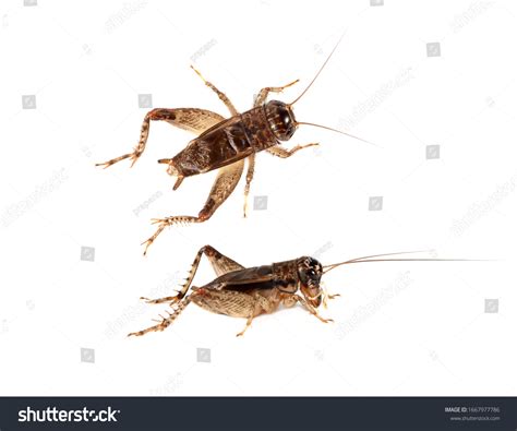 35,908 Bug cricket Images, Stock Photos & Vectors | Shutterstock