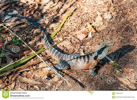 Eastern Water Dragon Lizard On The Ground Stock Image Image Of