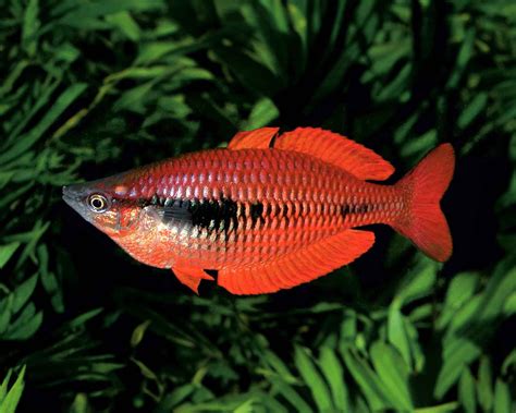 Kurumoi Regenbogenfisch Dnz Melanotaenia Parva L Kurumoi