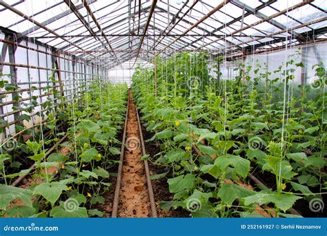 Growing Cucumbers In A Greenhouse Unique Greenhouse For Growing