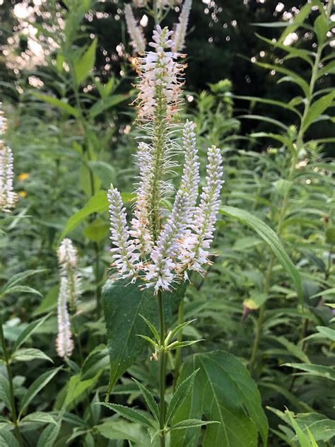Wisconsin Wildflower | Culver's Root | Veronicastrum virginicum