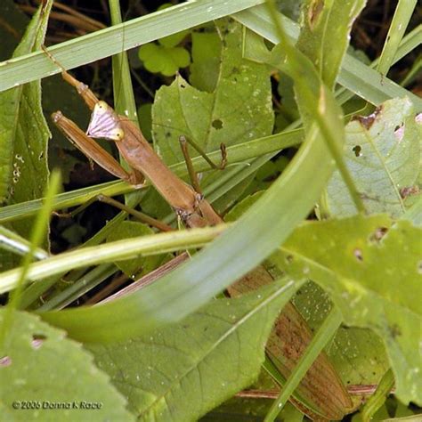 Chinese Mantid Tenodera Sinensis Bugguide Net