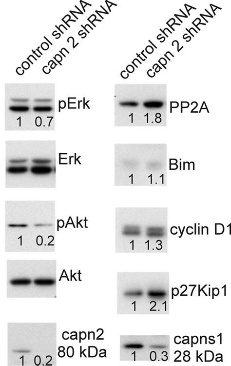 Calpain Knockdown Affects Signaling Properties In Ac M Cells Ac M