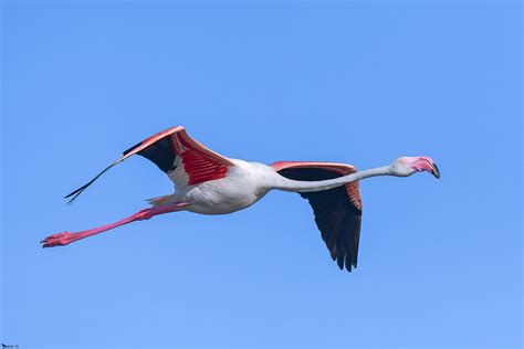 Objetivo Naturaleza Viva Flamenco común Phoenicopterus roseus