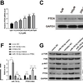 MiR 150 5p Regulates PI3K AKT Pathway By Mediating PTEN A Prediction