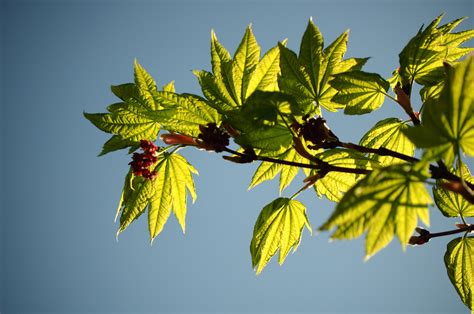 Acer japonicum 'Vitifolium'