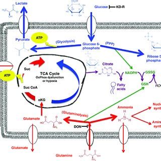 Targeting Glucose And Glutamine Using KD R With DON For The Metabolic