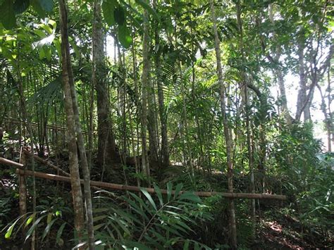 Visit BOHOL: Loboc: Tarsier Conservation Area