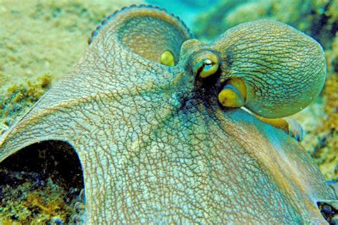 Octopus Showing Its Ability to Camouflage