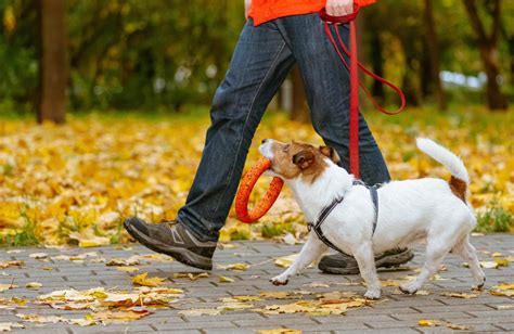 犬の散歩で健康を守ろう！時間・距離・歳から楽しみ方まで