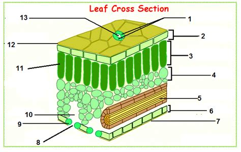 Bar Photosynthesis And Plants Leaf Structure And Functions Diagram