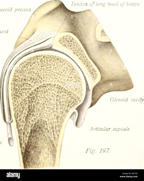 Coracohumeral ligament hi-res stock photography and images - Alamy