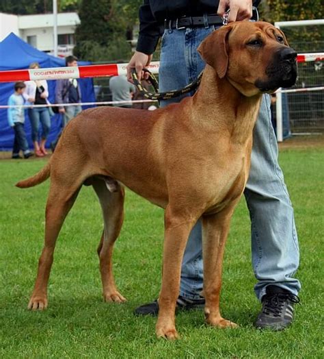 Conhe A Os Maiores Cachorros Do Mundo