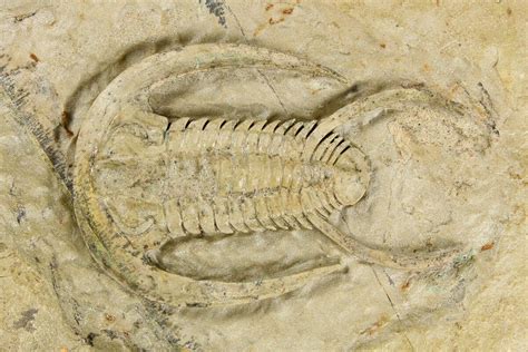 Early Cambrian Trilobite Perrector Tazemmourt Morocco