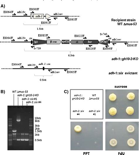 Figure From A New Variant Of Self Excising Recombinase Six Cassette