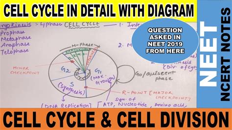 Cell Cycle And Cell Division Class 11 Phases Of Cell Cycle Interphase And M Phase Ncert