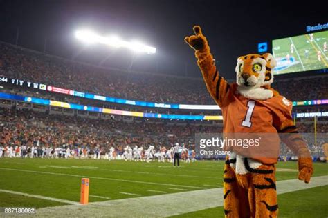 695 Clemson University Tiger Stock Photos High Res Pictures And