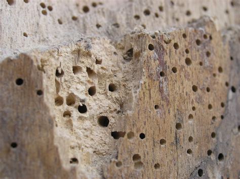 Woodborer & Drywood Termite Treatment - Service Master