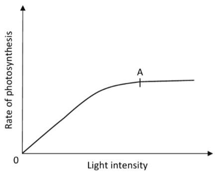 Topic A Photosynthesis And Respiration Flashcards Quizlet