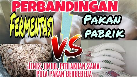 Perbandingan Pakan Fermentasi Vs Pakan Pabrikan Experimen Bulan Babi