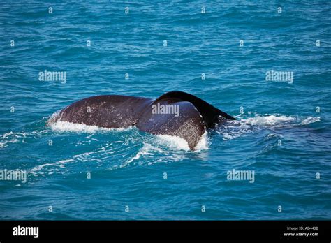 Whale Planet Humpback Whales Hervey Bay Queensland Australia Stock