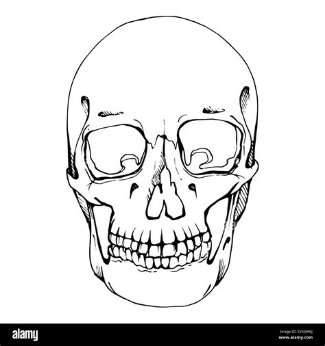 Human Skull Face Head Body Part Skeleton Bones Halloween Horror