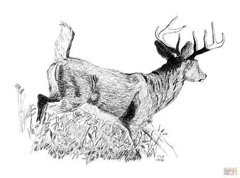 Whitetail Buck Coloring Page Free Printable Coloring Pages 928 Hot