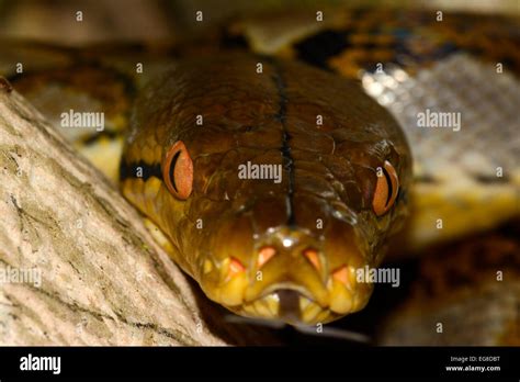 Reticulated Python Python Reticulatus Close Up Of Head Bali