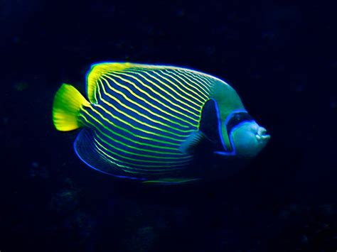 Emperor Angelfish Pomacanthus Imperator Pomacanthidae An Flickr