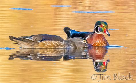 Wood Ducks Mating Jim Block Photography