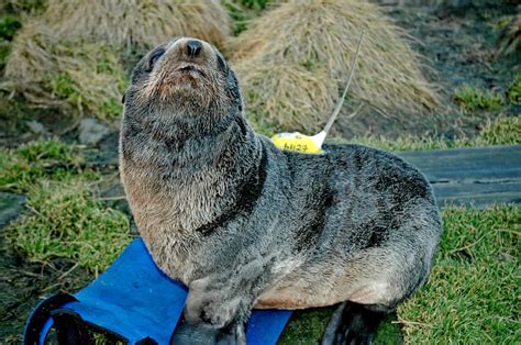 100 Northern Fur Seal Wallpapers