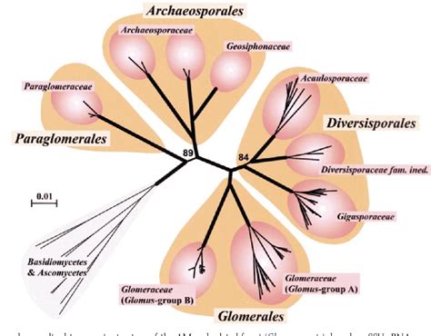 [PDF] A new fungal phylum, the Glomeromycota: phylogeny and evolution ...